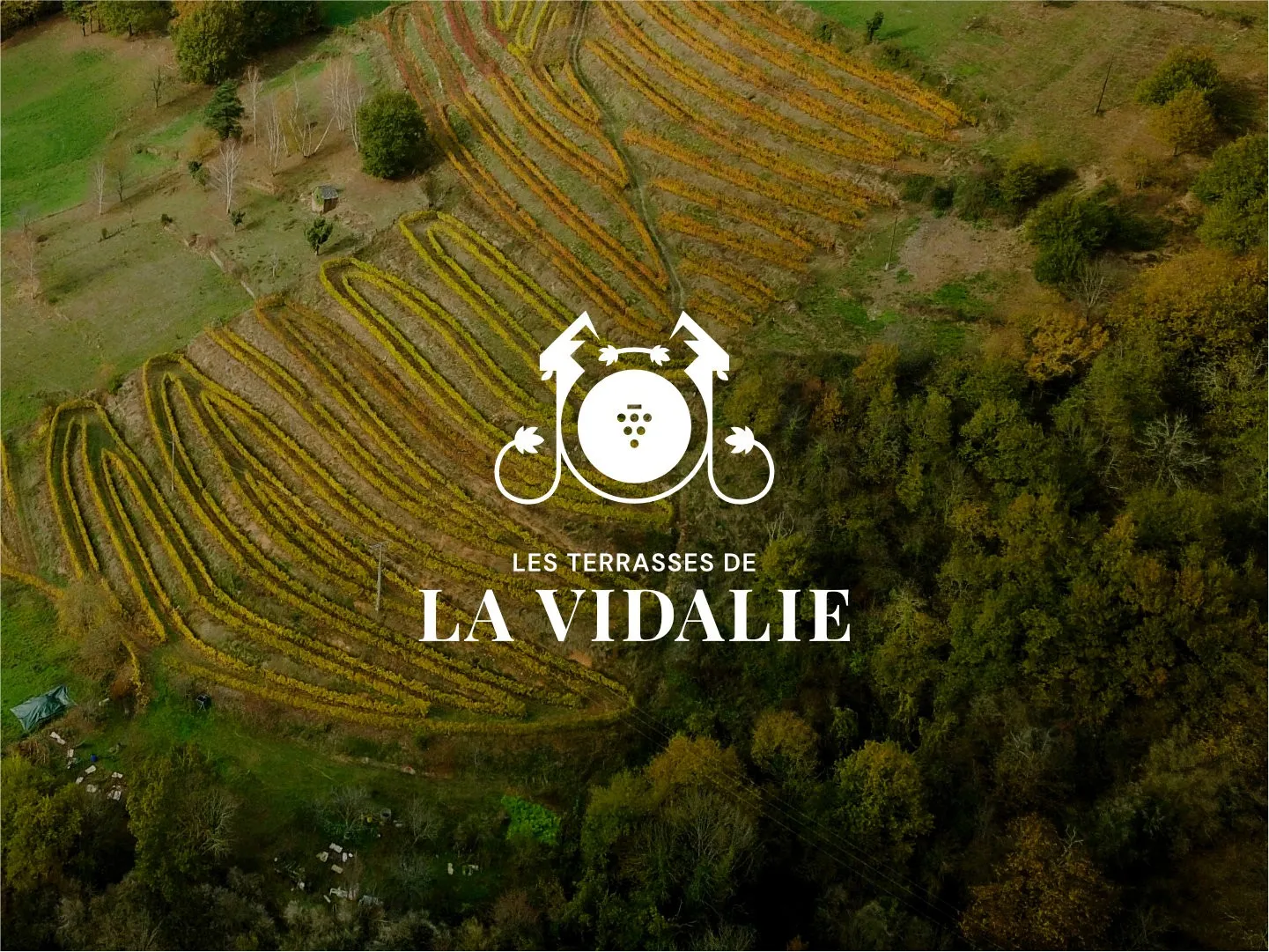 Logo du domaine sur une vue aérienne des vignes — Les Terrasses de La Vidalie